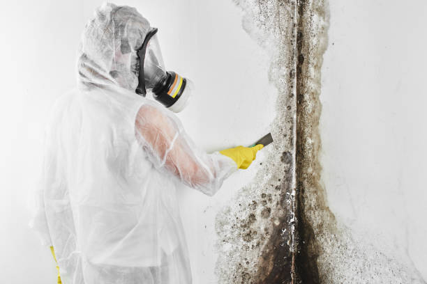 Best White Mold Remediation in Wadsworth, OH