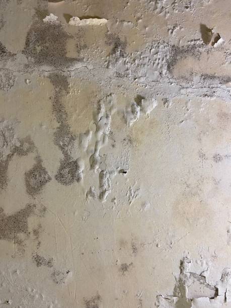 Best Crawl Space Mold Remediation in Wadsworth, OH